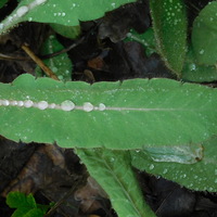 Meconopsis 'Stewart Annand'